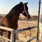 فرس لقاح 7 شهور
