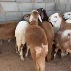 سواكن مغلقه
