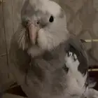 كروان