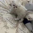 سكوتش دبل فولد شانشيلا كيتنز مع امهم للبيع ..