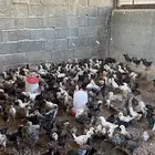 صيصان دجاج