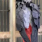 ببغاء كاسكو
