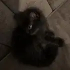 شيزاري ب200