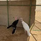 دجاج رومي