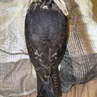 جليميه او بكه للبيع