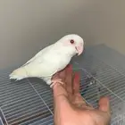 ذكر روز