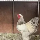 ديك براهما صافي