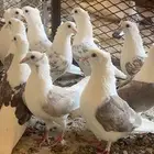 حمام منتج