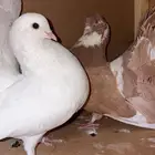 رقاص هندي منتج متوالف