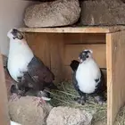 جوز حمام لبناني
