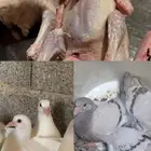 حمام حجم جامبو 28 و هندي 25