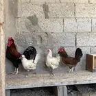 أربع دجاج و ديك