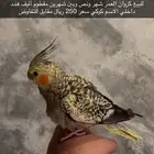 كروان