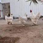 طقم براهما بياض