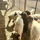 طليان للبيع نعيم