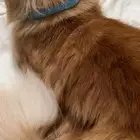 العمر سنتين - ذكر - نظيف لايوجد امراض