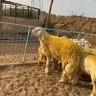 رخال صنف جذعات كفو ( تم البيع )