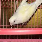 انثى روز منتجه