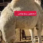 حوار عمره 5 شهور شراكه بالربع والثمن