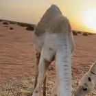 قعود للبيع