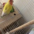 ببغاء روز تمم البيع