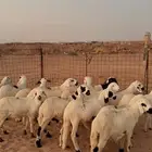سواكن بيض العدد 14 ( بريدة)
