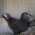 ازواج اتراك