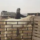 تيس فحل مشروك ابيض