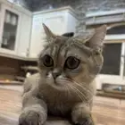 قطط