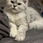 قطه انثى للتبني