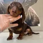 كلاب الدوشهوند ذكر مستورد