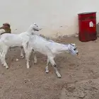 دواغير بيشيات تيوس