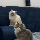 قطط للتبني العاجل مجاناا