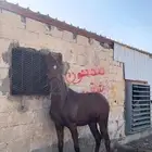 مهر شعبي فاخر