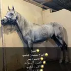 حصان شعبي للبيع
