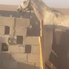 حصان
