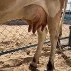بقره كفو منيحه فاخره