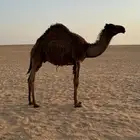 قعود سمين جدا