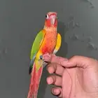 ماشاءالله كنيور اناناس دبل رد فاكتور .