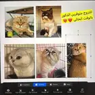 للتزاوج قطط ذكور مستويات جميله
