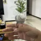 بغبغاء روز ل البيع