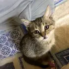 قط مفقود الخرج اليمامه استراحات البنا