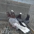 زوج قطايف