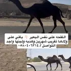 ناقه