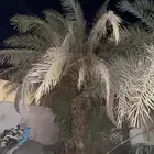 نخل للبيع