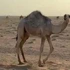 قعود كفوو شحم
