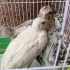 دجاج كويتي وحبشي