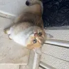 ذكر برتش شورت هير بيور NY11 من اهالي مستوردين