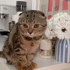 قط سكوتش فولد للبيع