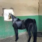 فرس دهما مبطح 5شهور